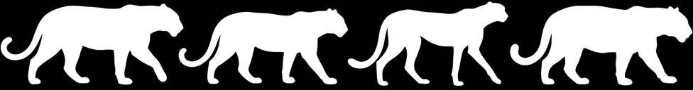 Feline Silhouettes